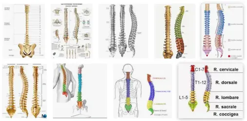 La colonna vertebrale in pericolo